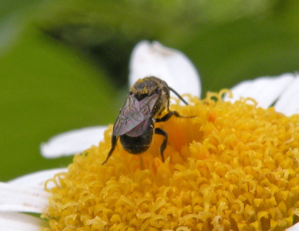 Piccole Andrena sp? No.  Heriades sp. (Apidae Megachilinae)